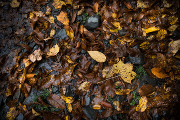 Golden vibrant fall leaves on the ground in a forest. Forest with colorful golden foliage.
