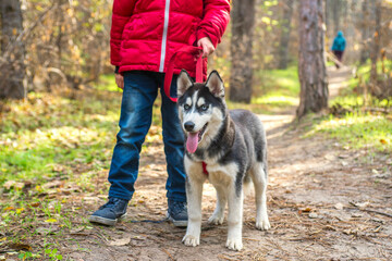 Child is walking with dog in autumn park on a sunny day. Little boy with his dog in the park