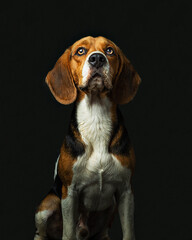 perro beagle de frente