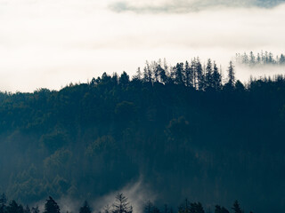 Trees silhouettes on hill, scenic view of mountain forests in milky fog of autumn weather