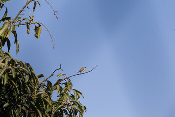 Resting bird on tree