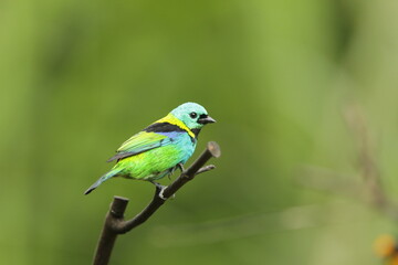green headed tanager from the Brazilian rainforest