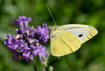 butterfly on flower2