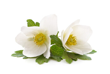 Bouquet of white anemones.