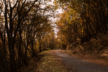 camino rodeado de arboles en otoño