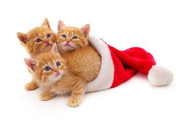 Three red kittens in the hat Santa.
