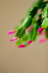 Schlumbergera pink 