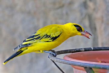 African Golden Oriole, Oriolus auratus, at a feeding tray