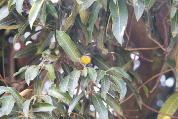 Resting bird on tree