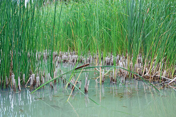 flock of crucian carps swimming in water of pond among thickets of canes