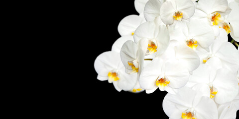 Fototapeta na wymiar Large white Orchid flowers in the panoramic image. Panorama, a banner with space for text or insertion. White flowers on a black background.