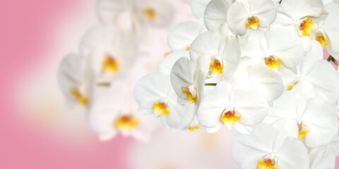 Large white Orchid flowers in the panoramic image. Panorama, a banner with space for text or insertion. White flowers on a pink background.
