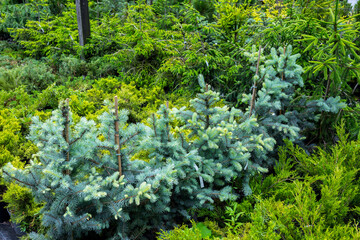 Section of conifers in the nursery-garden of ornamental plants for gardens, greenhouses, and interior design. Many different plants thujas, spruces, junipers, pines stand on the floor in pots.
