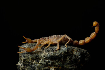 escorpión acechando sobre una piedra con fondo negro (Buthus occitanus) Marbella Andalucía España	