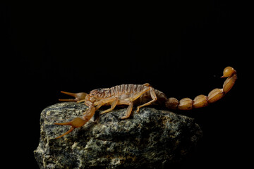 escorpión con fondo negro (Buthus occitanus) Marbella Andalucía España	