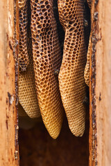natural honeycombs inside a traditional log hive
