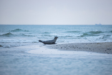 Robbe robbt aus dem Wasser