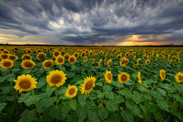 Fototapeta premium Beautiful sunset over sunflower field