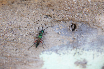 Walking Insect