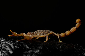 escorpión asechando sobre una piedra con fondo negro (Buthus occitanus)