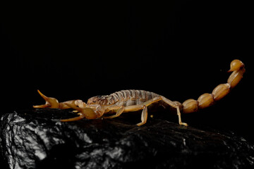 escorpión acechando sobre una piedra con fondo negro (Buthus occitanus) Marbella Andalucía España	