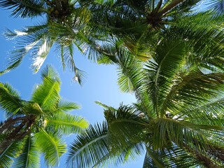 coconut palm tree