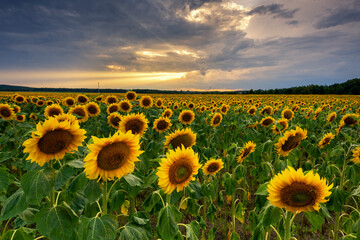 Fototapeta premium Beautiful sunset over sunflower field