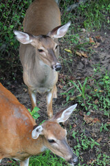 a couple of red tailed deer