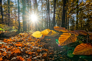 colorful autumn forest with sunrays through the leafs and foliage on the ground