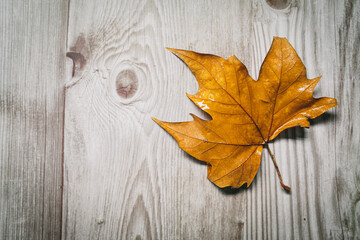 Naklejka na ściany i meble Wet brown autumn leaf on a wooden surface