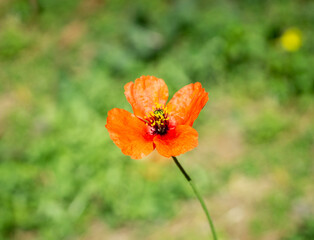 Closeup of a red poppy flower on blurred green background