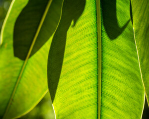 Closeup of a green backlit ficus leaf with cell structure detail