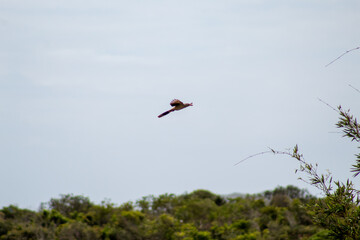 Ave anu-branco, Guira Cuckoo,  rabo-de-palha, alma-de-gato, quiriru, pelincho, pipiriguá, piririguá, anum-branco, cigana, 