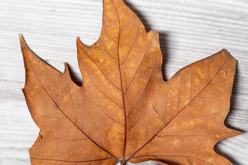 Brown autumn leaf on a wooden background