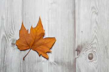 Naklejka na ściany i meble Brown autumn leaf on a wooden background