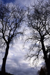 Two tall, bare deciduous trees face each other in front of dark clouds and lean threateningly towards each other