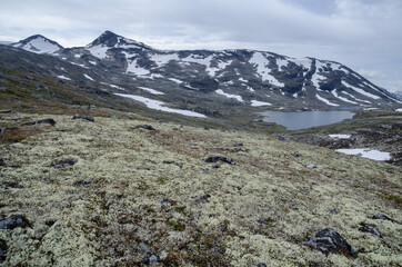 Obraz premium Summer landscape with lichens and mountains, Jotunheimen, Norway