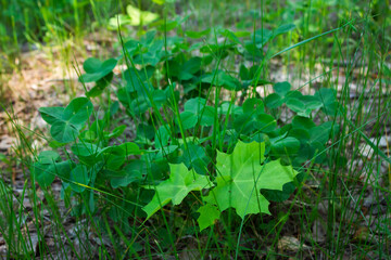 The Norway maple (lat. Acer platanoides), of the family Sapindaceae.	