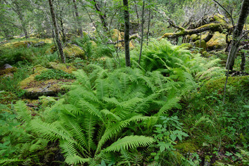 Wild forest with birch trees and ferns, Norway