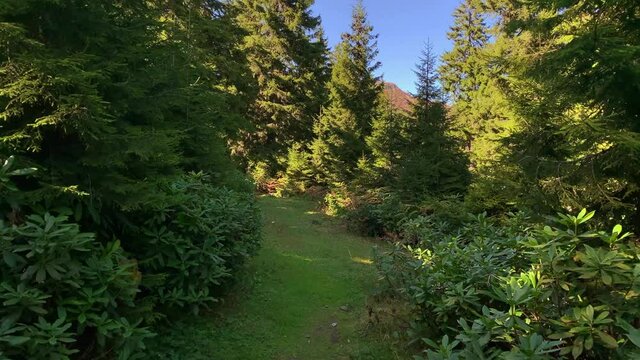 Footage of grass field, wild plants and pine forest trees near mountain village (high plateau) called "Sis Dagi" of Trabzon city of Black sea region in Turkey. Beautiful nature scene in sunny day.