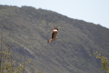 Voando o gavião-chimango , Chimango, Chimango Caracara, caracará, caracaraí, chima-chima, chimango-carrapateiro, chimango-do-campo, ximango,  