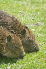 dos carpinchos bebe comiendo parados sobre el pasto