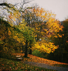 Fototapeta premium Autunm tree with a bench