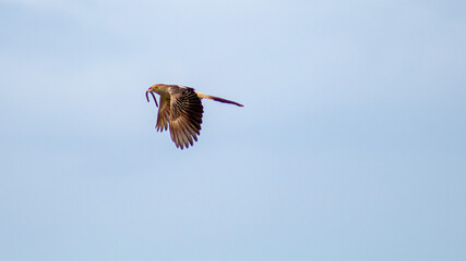Ave anu-branco, Guira Cuckoo,  rabo-de-palha, alma-de-gato, quiriru, pelincho, pipiriguá, piririguá, anum-branco, cigana,  voando com comida