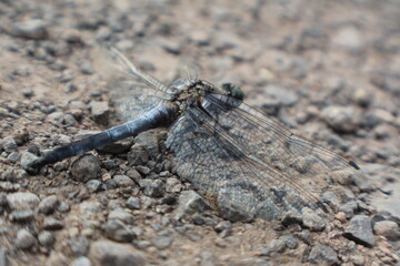 Libelle
