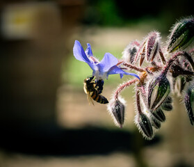 Closeup of a borage flower with a honey bee on blurred background