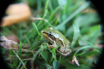 Frosch
