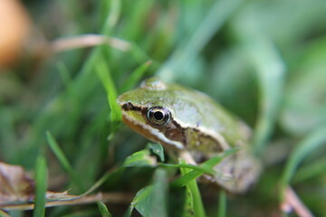 Frosch