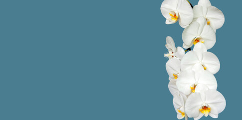 Large white Orchid flowers in the panoramic image. Panorama, a banner with space for text or insertion. White flowers on a blue background.