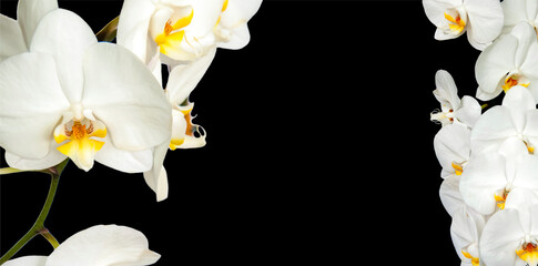 Large white Orchid flowers in the panoramic image. Panorama, a banner with space for text or insertion. White flowers on a black background.